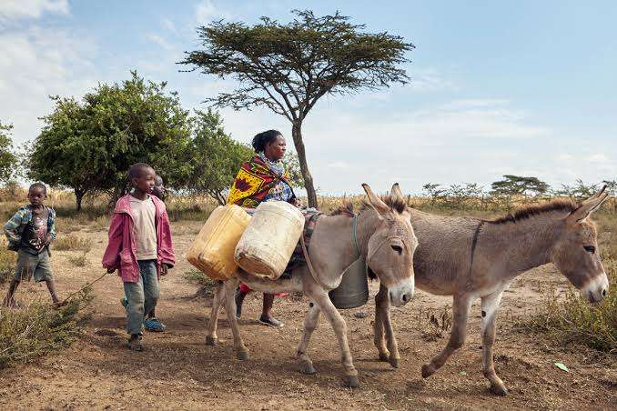 Uni Afrika Larang Perdagangan Kulit Keledai
