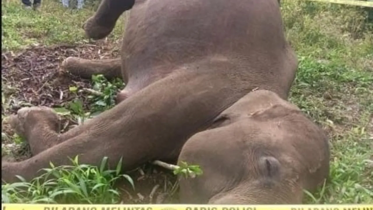 Kematian Gajah Sumatera Aceh Diduga Akibat Sengatan Listrik, Kemenhut Turun Tangan