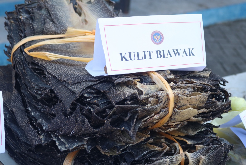 Jaga Keamanan Hayati, Ribuan Kulit Biawak dan Komoditas Ilegal Dimusnahkan