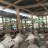 PT Aliyah Rizq Agriculture Siapkan Ribuan Hewan Kurban, Targetkan Program Idul Adha Terbesar di Sumut