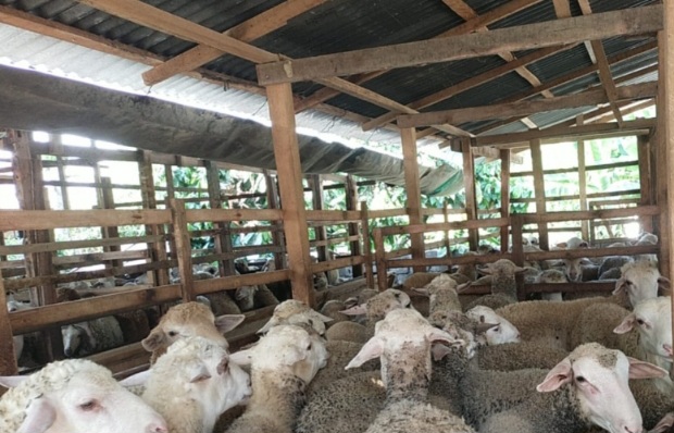 PT Aliyah Rizq Agriculture Siapkan Ribuan Hewan Kurban, Targetkan Program Idul Adha Terbesar di Sumut