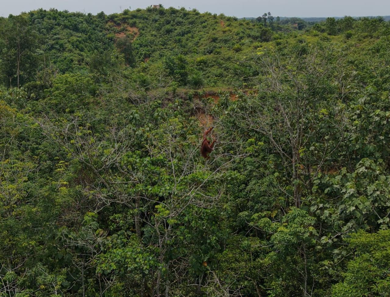 Orangutan Sumatera Terisolasi di Perkebunan Langkat Dievakuasi ke TNGL